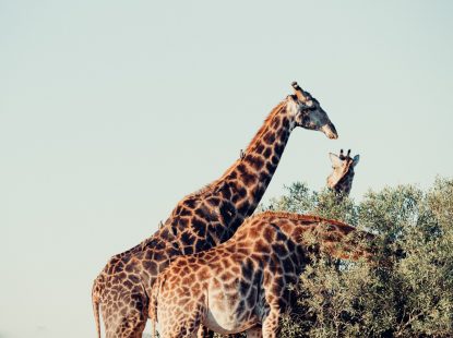 South Africa Kruger National Park 2